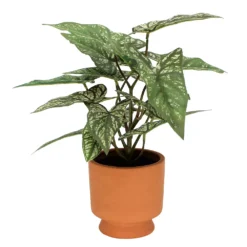 Sonoma Goods For Life® Greenery In Terracotta Pot