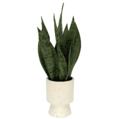 Sonoma Goods For Life® Faux Snake Plant In Ceramic Vessel