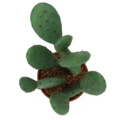 Sonoma Goods For Life® Prickly Pear Cactus In Terracotta Pot -home decoration 5902775 ALT2