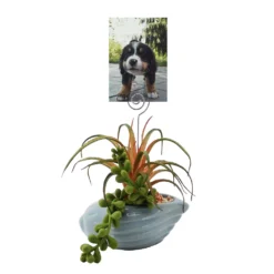 Sonoma Goods For Life® Succulent Artificial Greenery Photo Clip -home decoration 5903701 ALT2