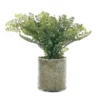 Sonoma Goods For Life® Artificial Fern In Glass Pot -home decoration 5904746